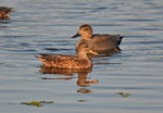 Gadwall