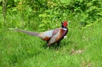 Pheasant