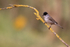 Eurasian Blackcap (male), Claret, Spain