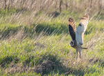 Short-eared Owl