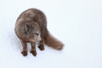 Arctic Fox stands on slope, Hornstrandir, Iceland