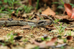 Boa Constrictor, Osa Peninsula, Costa Rica