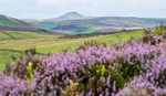 Heather beneath Shutlingsloe (2)