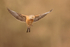 Linnet (male) hovering, Claret, Spain