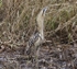 Bittern