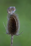 HARVEST MOUSE ref HM 5