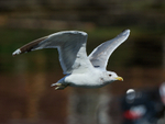 California Gull (adult) flying, Telegraph Cove, Vancouver Island