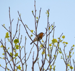 23rd April Songster