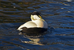 Eider