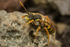 Nomada goodeniana (m)