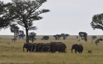 Little herd of elephants in Seronera
