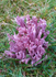 Violet Coral