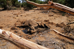 Dead Elephant Samburu