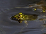 Edible Frog