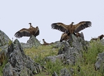 Griffon Vultures