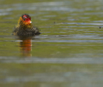 COOTS