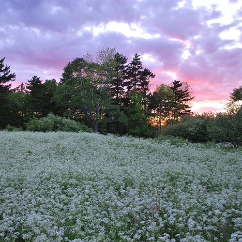 Queen Anne's Lace