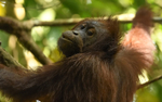 Danum valley