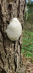 Slime Moulds and Worts portfolio