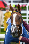 140723-Race 2-Swingalong-0190