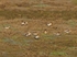 Snow Buntings