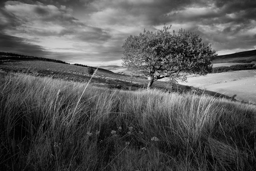 The top end of Glen Rushen with the grass and tree catching the last bit of sunlight of the day.