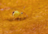 Dicyrtomina minuta