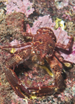 Galathea squamifera