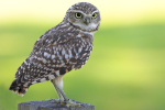 Burrowing Owl
