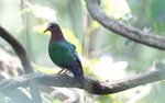 Asian Emerald Dove
