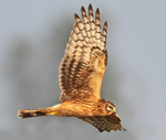 Hen Harrier