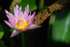 Water Lily