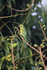 Yellow-chevroned Parakeet near fruit in tree, Porto Jofre, Brazil