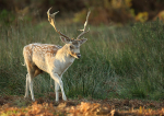 Fallow Deer