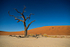Deadvlei
