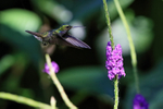 Charming Hummingbird a...