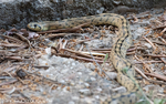 Couleuvre à échelons