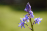 Bluebells-2658-S