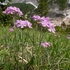 Birdseye primrose (Primula farinosa) 
