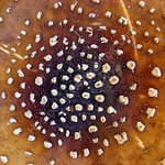Panther Cap (Amanita pantherina)