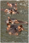 Hippopotamus Amphibius