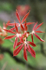 Aesculus x Neglecta "Erythroblastus" -2