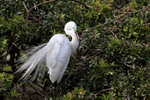 Great Egret breeding feathers showing, Venice Rookery, Florida