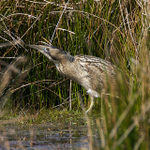Bittern lurking in the reeds on Big Otmoor