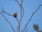 Yellowhammer