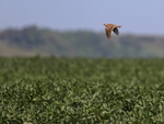 Skylark flying above crops, Dorset, UK