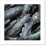 Fish I