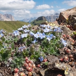King of the Alps (Eritrichium nanum)