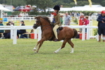 JPP_2008