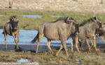 Blue wildebeests